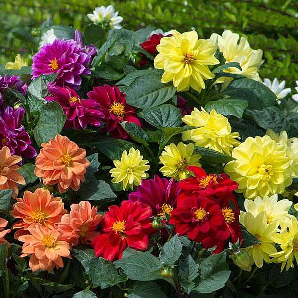 Dahlia Figaro Mixed Color Flower Seeds